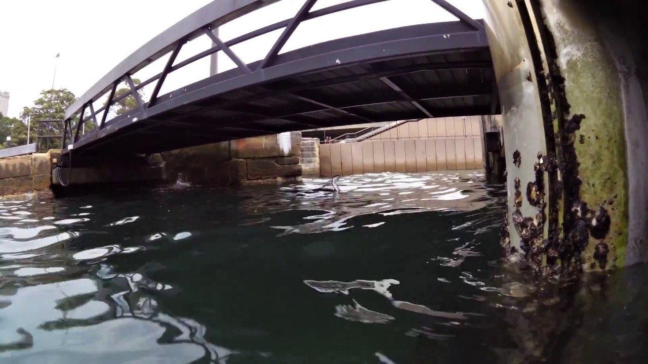 Sydney underwater