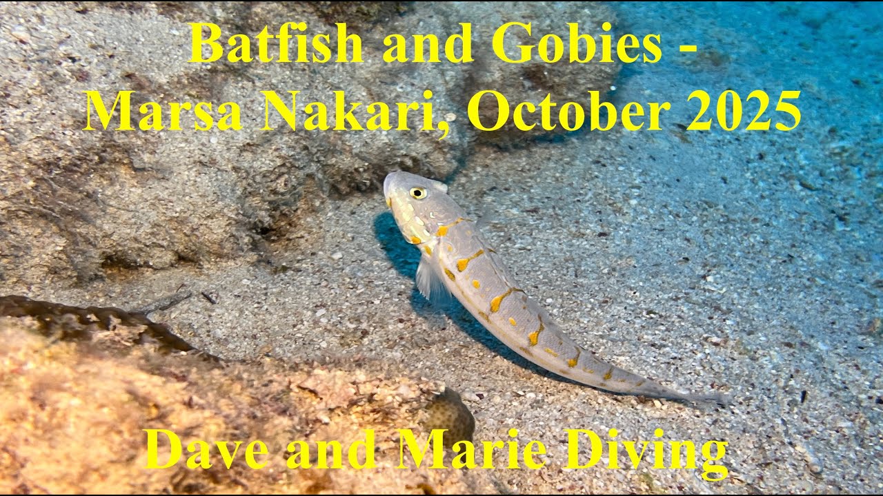 Batfish and Gobies, Marsa Nakari, Egypt - October 2025
