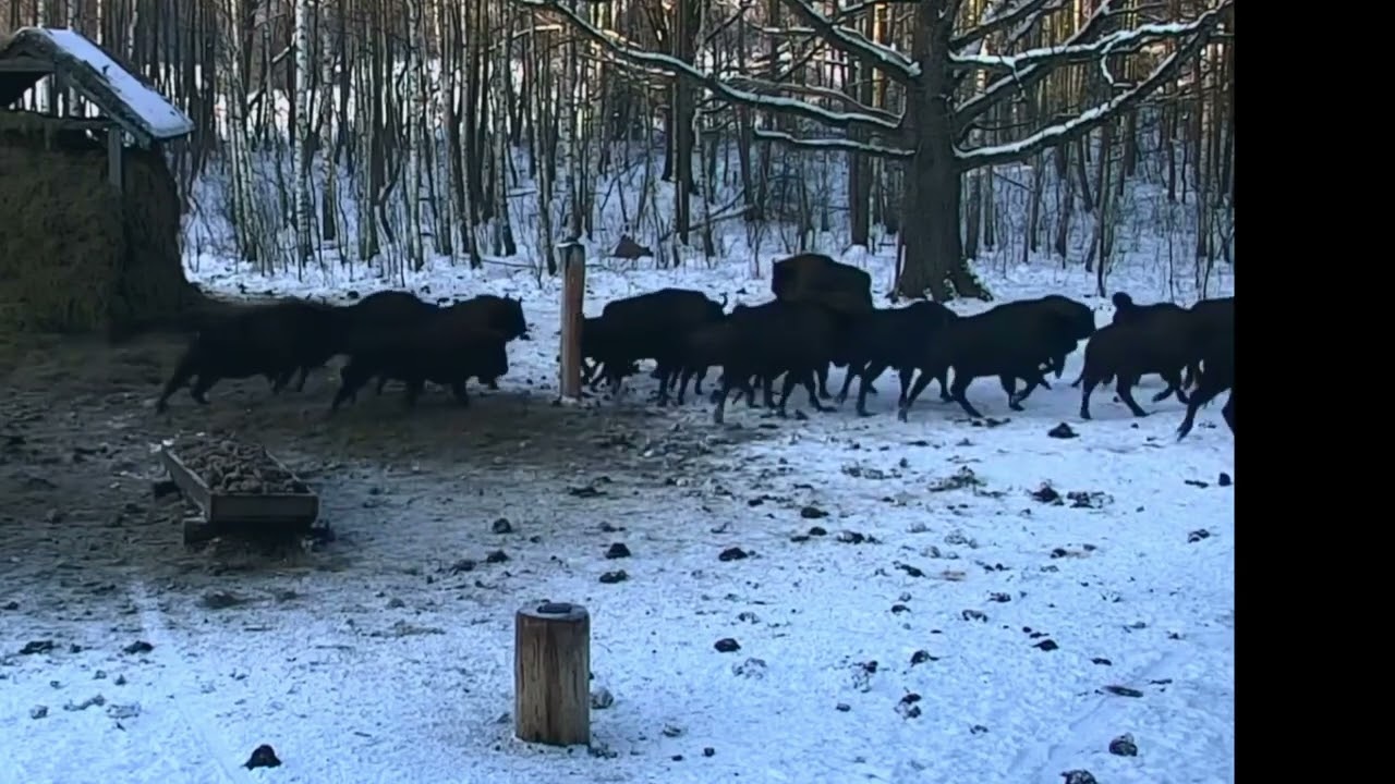 Jeszcze pracują na polanie leśnicy ale żubry wchodzą 20.01.2026 r