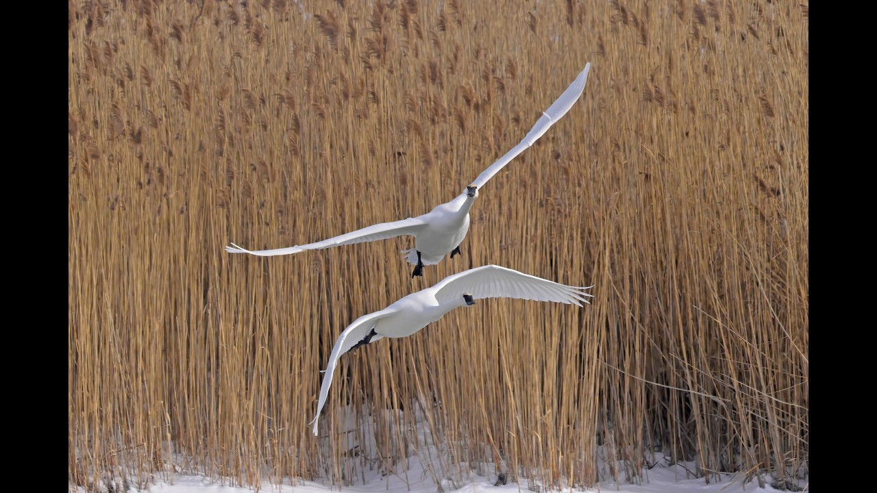 Winter Waterfowl & Wildlife
