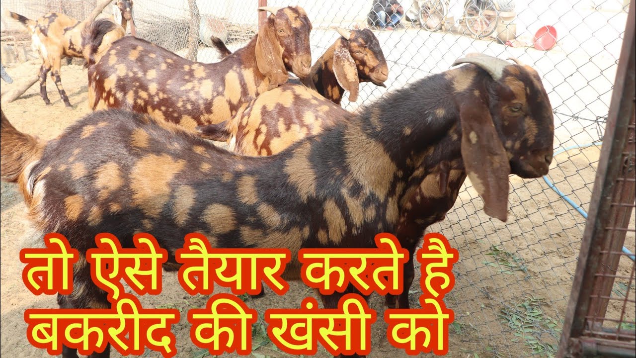 तो ऐसे तैयार करते है बकरीद की खंसी को Dyma Goat Farm Pushkar Rajasthan