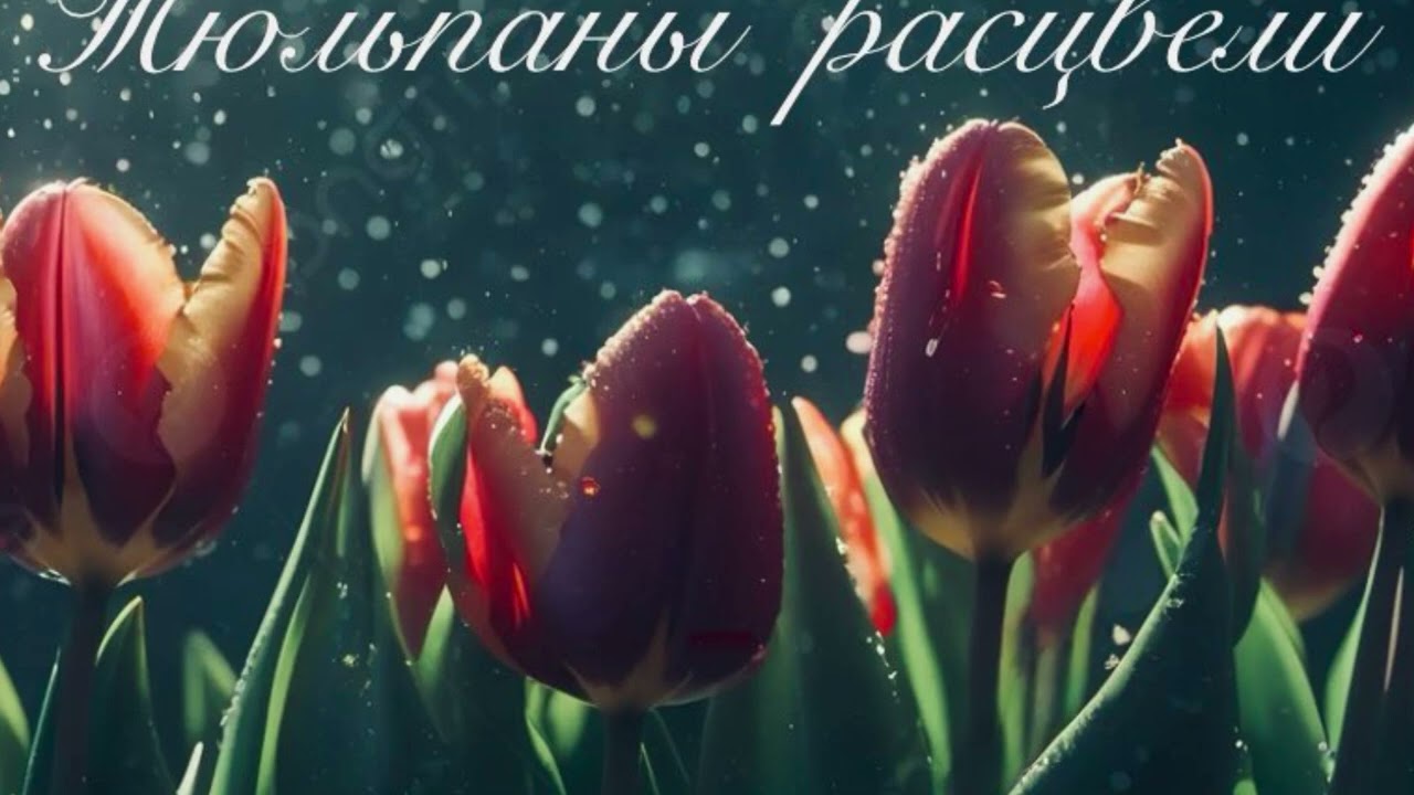 гр. K14МАН - Тюльпаны расцвели  (НОВИНКА ШАНСОНА 2026)