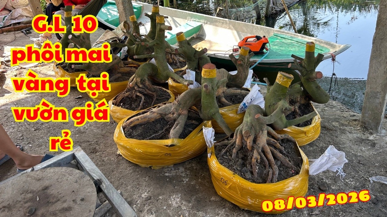 Giao lưu lô 10 phôi mai giá rẻ tại vườn .📞☎️0847.055.799 Đệ. 08/03/2026