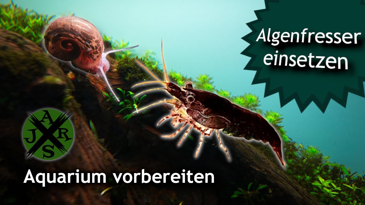 Garnelen einsetzen | Algenfresser fürs 60p Aquascape | JR Aquascaping
