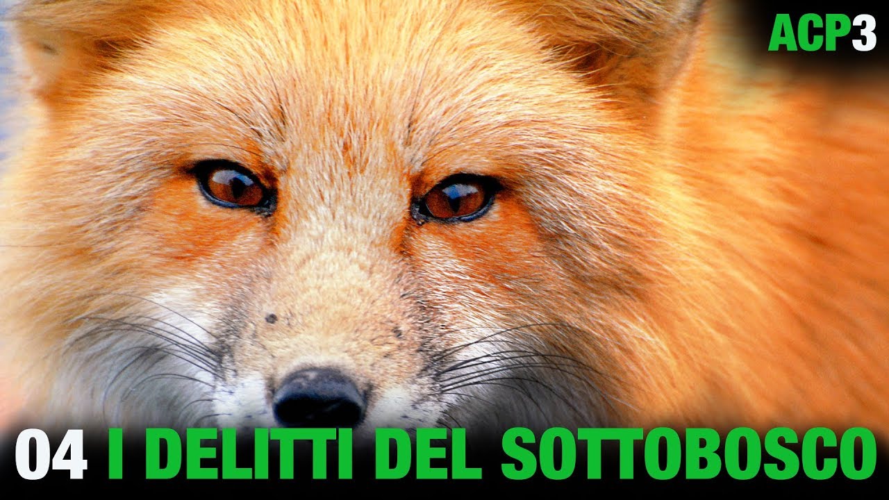 ANIMALI CHE PARLANO 3 - I delitti del Sottobosco