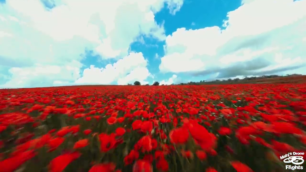 Explosi&oacute;n de amapolas extreme&ntilde;as