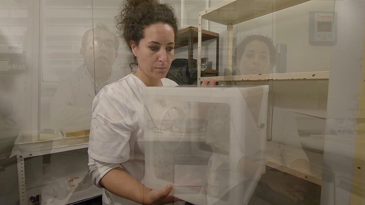 La lucha contra los mosquitos invasores. Sarah Delacour, Javier Lucientes, IA2 (CITA-UNIZAR)