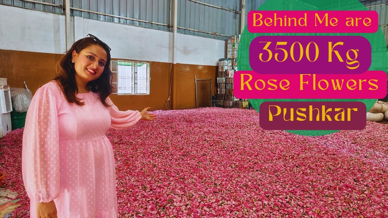 Rose Cultivation: Rose Farming Business in India || floriculture in India || गुलाब की खेती ||Pushkar