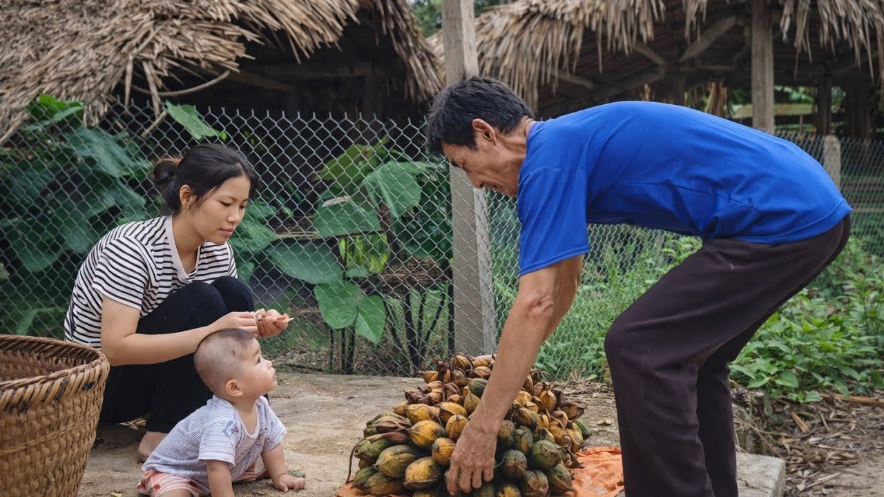Harvest giant bananas for sale village 