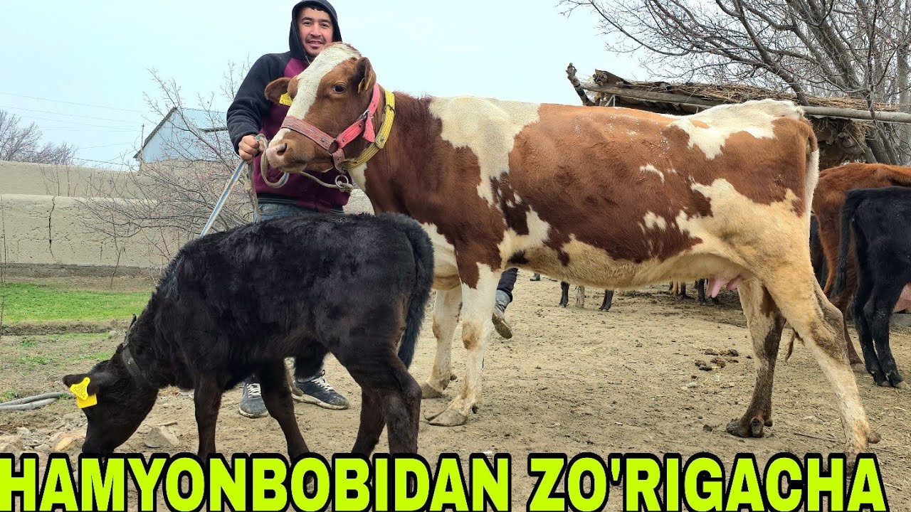 Hikmat akadan yangisi hamyonbopidan boshlab zo'rlarigacha 3-mart, 2026