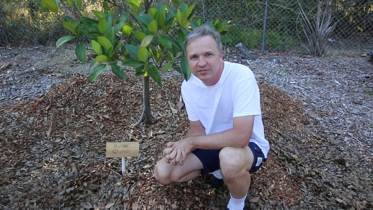 How to Label Fruit Trees - Low Cost Permanent Plant Markers