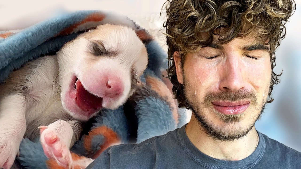 Three of My Puppies Didn't Make It...