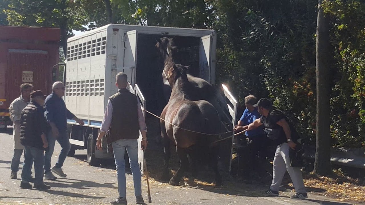 Fiera franca,  il mercato del bestiame.  Bassano del Grappa