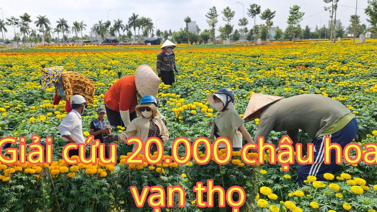 Giải cứu 20.000 chậu hoa vạn thọ thủ thừa long an