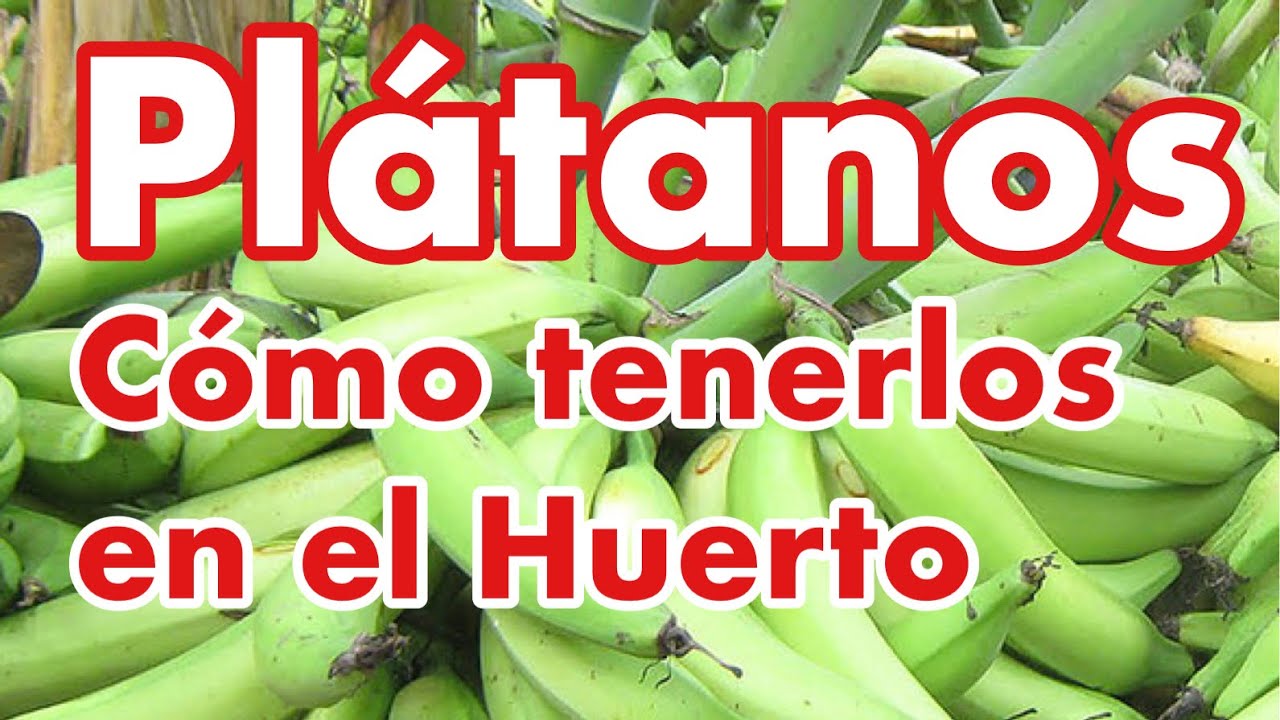Cómo Tener Plátanos en el Huerto