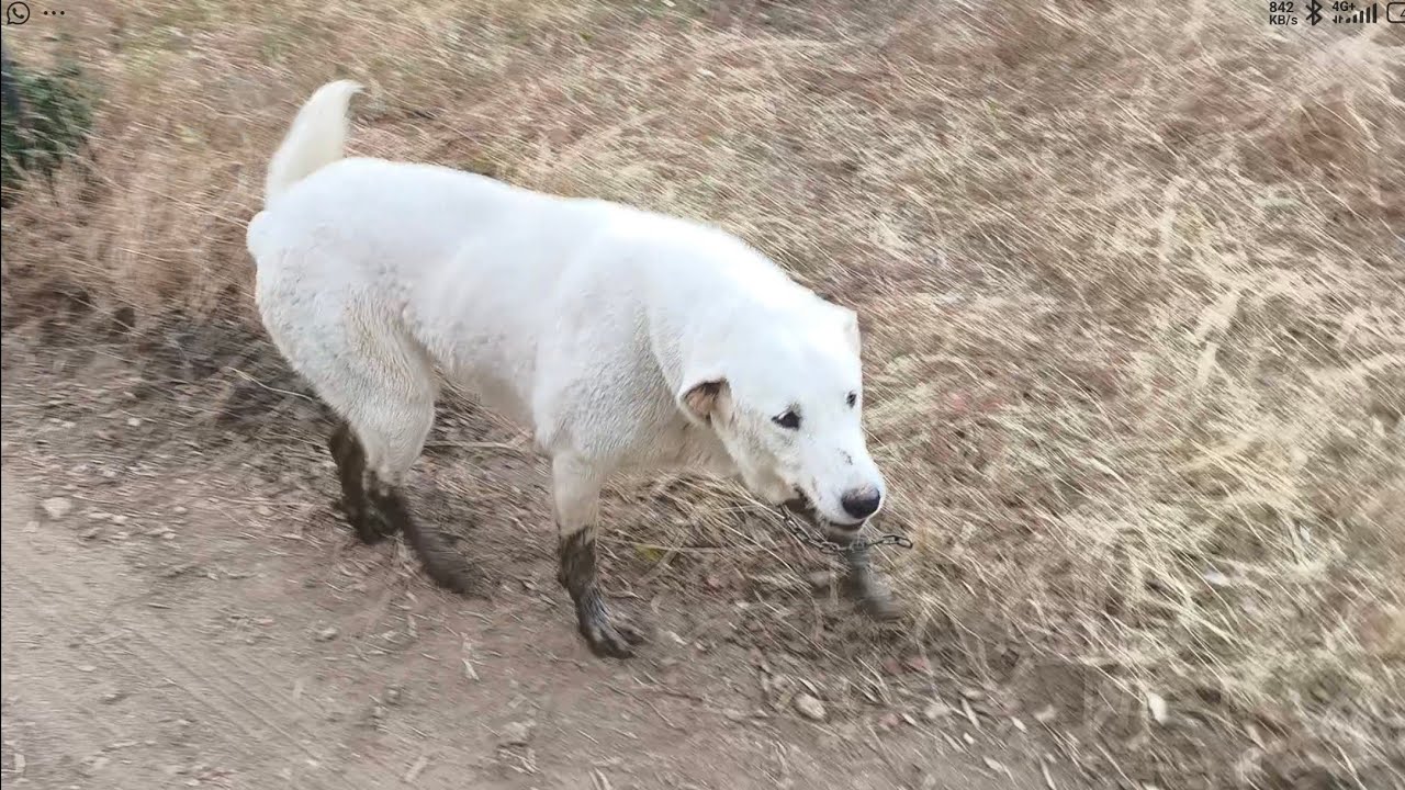 Anoche se reunían los lobos para la cacería, os cuento
