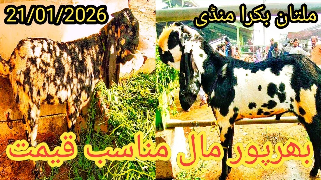 Multan Bakra mandi latest update, 21/01/2026, ملتان بکرا منڈی بھرپور مال مناسب قیمت 