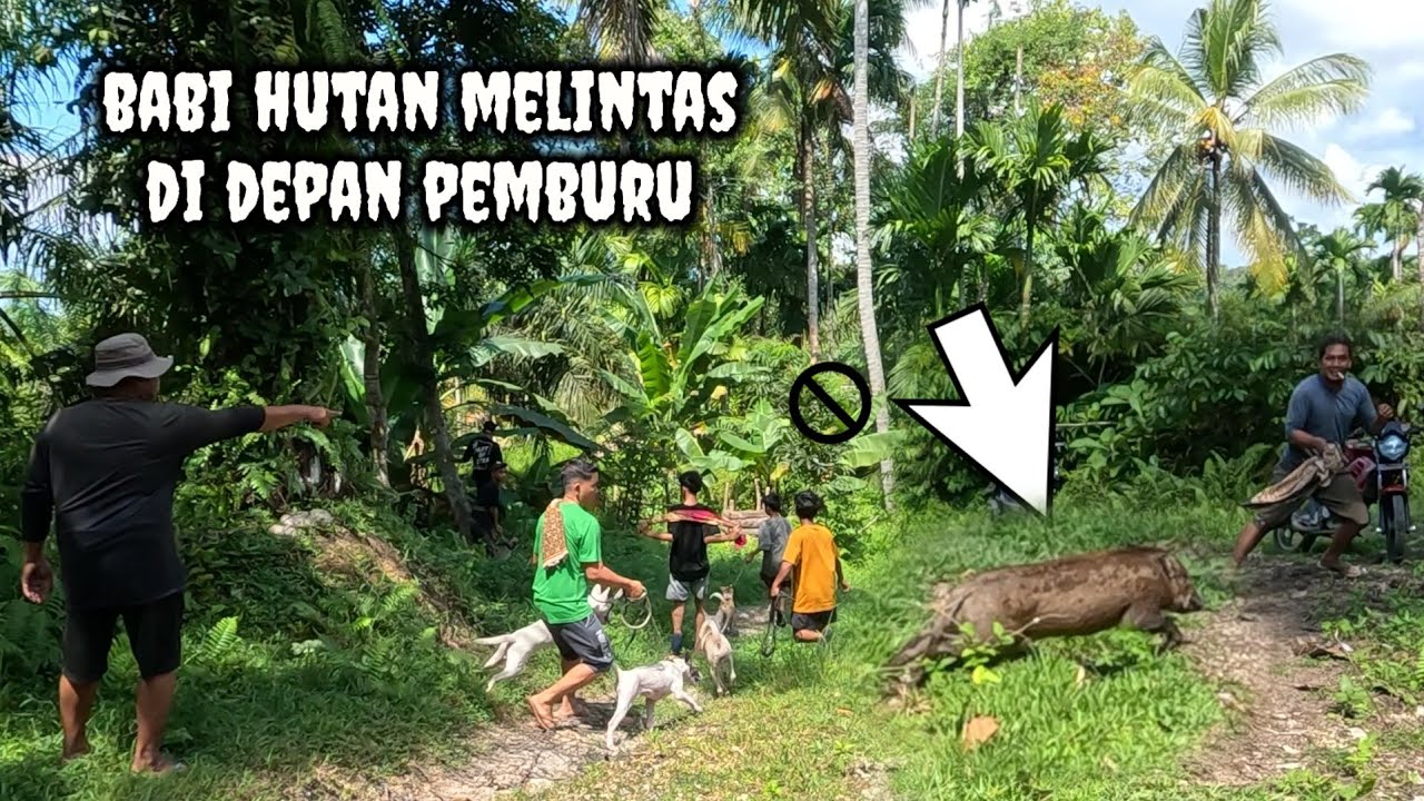 SETANGGUH APAPUN BABI HUTAN AKAN LUMPUH ASAL MAU MENUNGGU ANJING PEMBURU |Wild board hunting |
