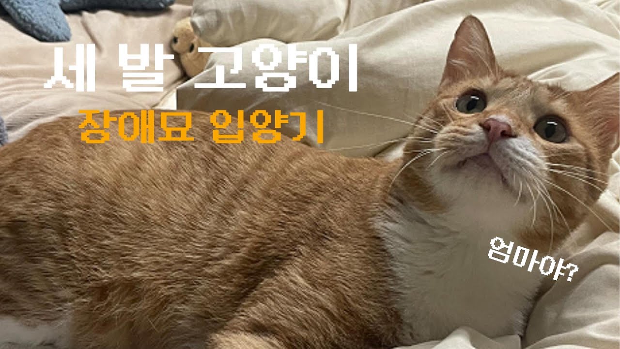 [세 다리 고양이, 장애묘 입양기] 입양부터 지금까지의 이야기