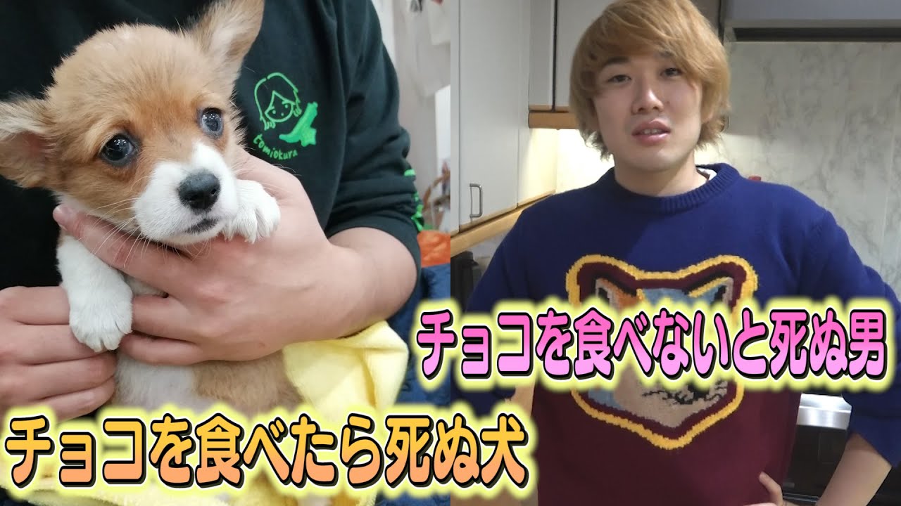 トミー、俺とワンちゃんどっちが大切なの？