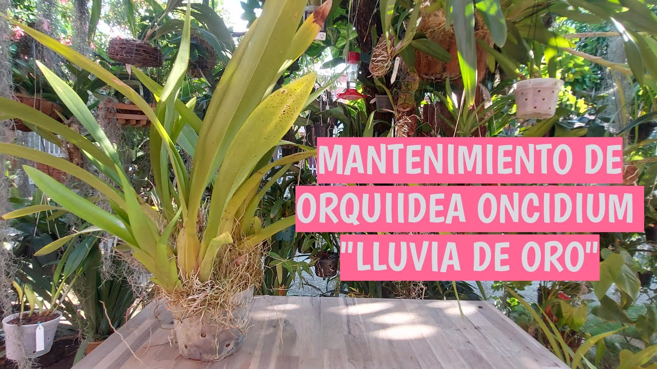 MANTENIMIENTO DE ORQUIDEA ONCIDIUM LUVIA DE ORO