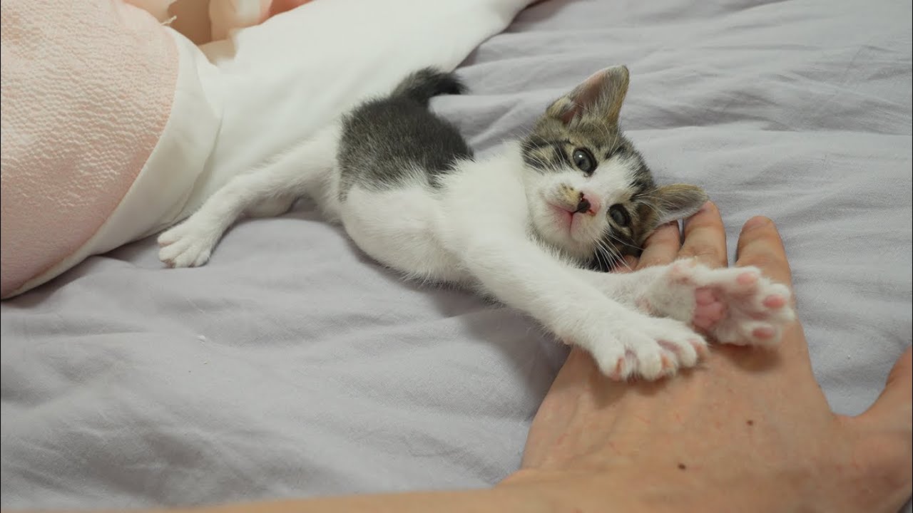 The Lovely Moment When a Baby Kitten accepts Me as a Father