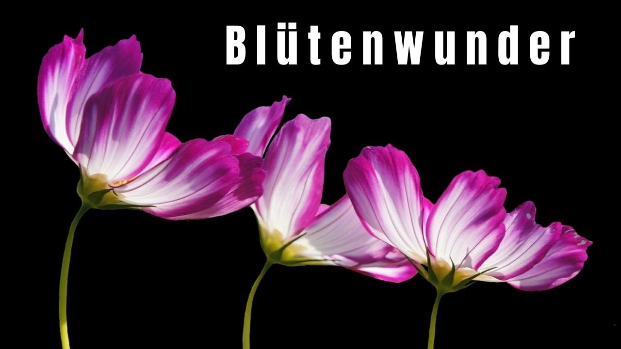 Zeitraffer: Wie Blumen vor Ihren Augen aufbl&uuml;hen | Time-Lapse: Watch Flowers Bloom Before Your Eyes