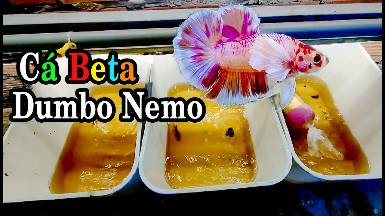Được tặng cặp c&aacute; Betta nhập từ Th&aacute;i lan | Dumbo nemo d&ograve;ng c&aacute; betta mới