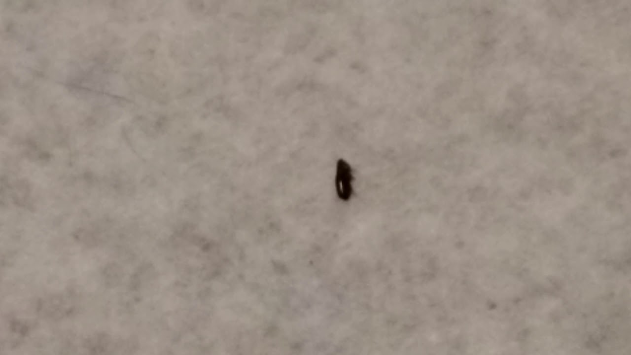 Capstar flea medication tablets really kills fleas fast!