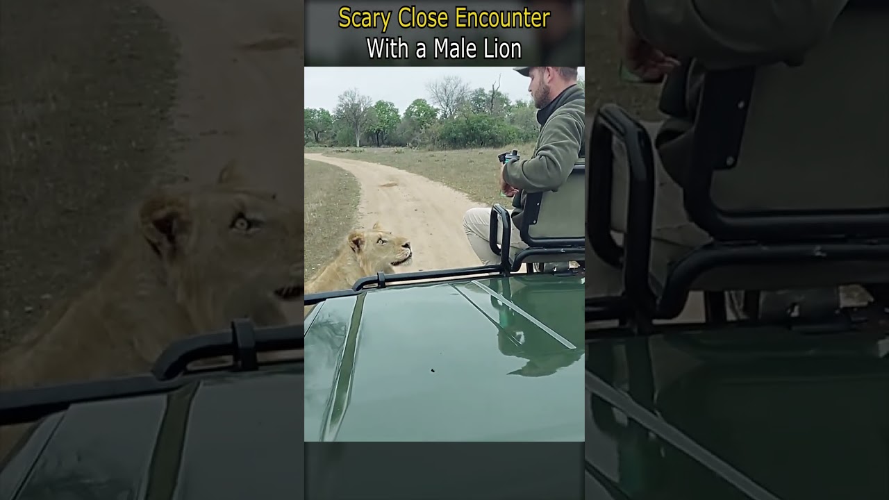Scary Close Encounter With a Male Lion