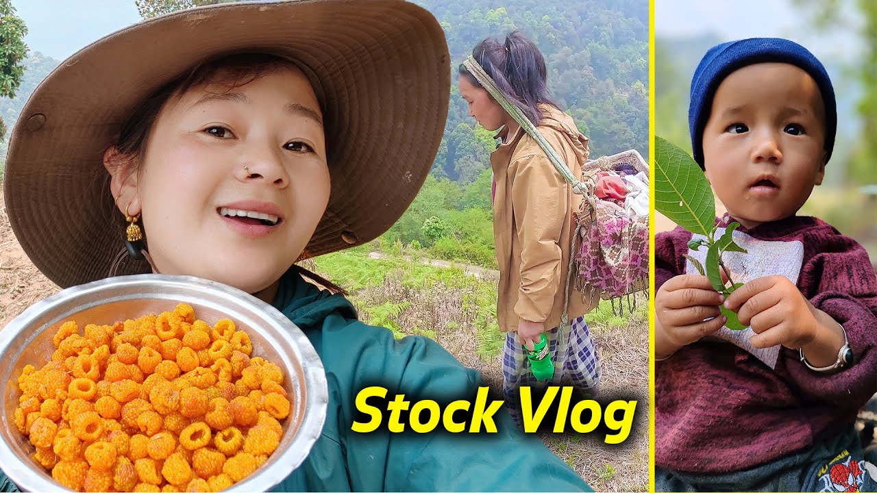 Rubus ellipticus fruit Picking & eating with Saya Hang & Sano Dima | सानो दिमा र साया हाङ सँग गोठाला