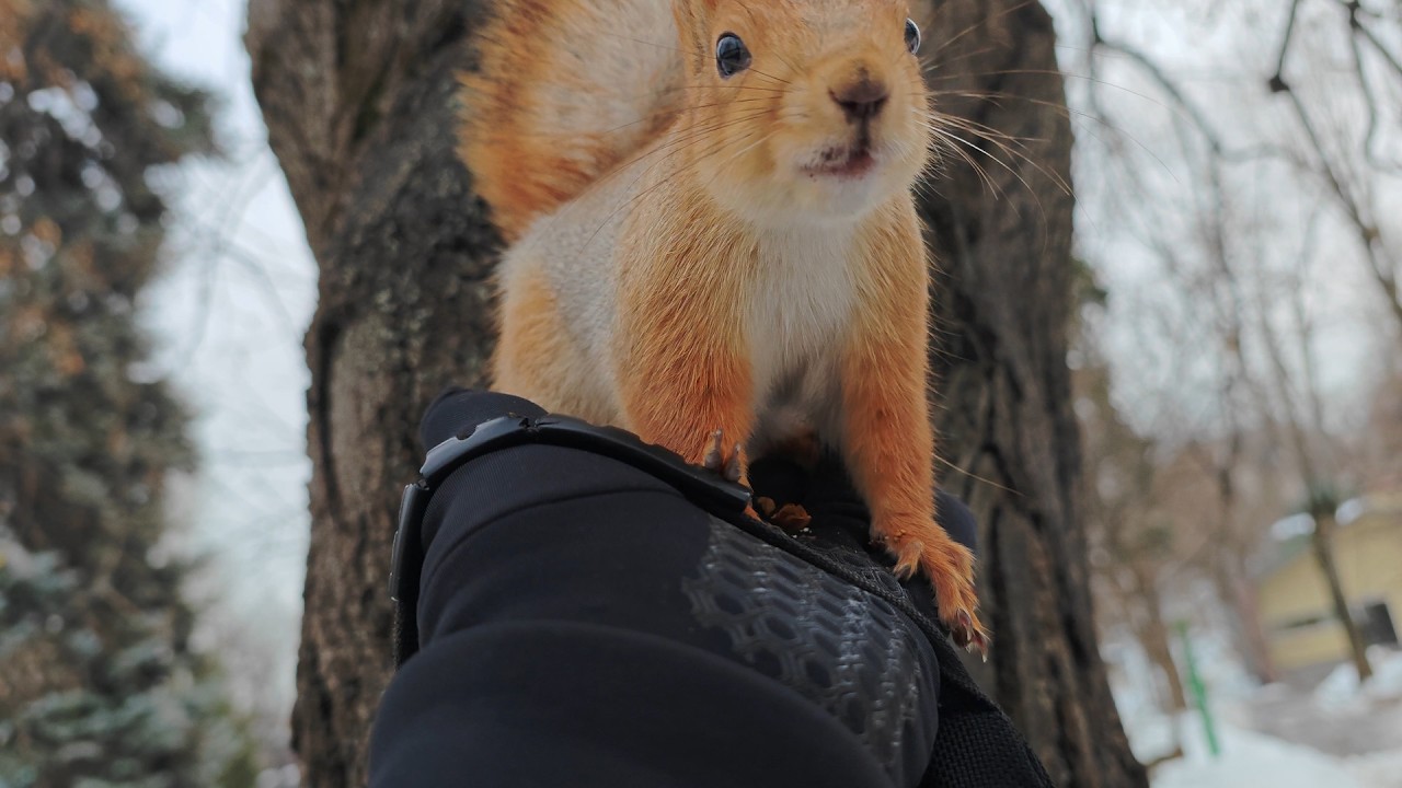 Встретил старую знакомую! 🤗 Met an old acquaintance!