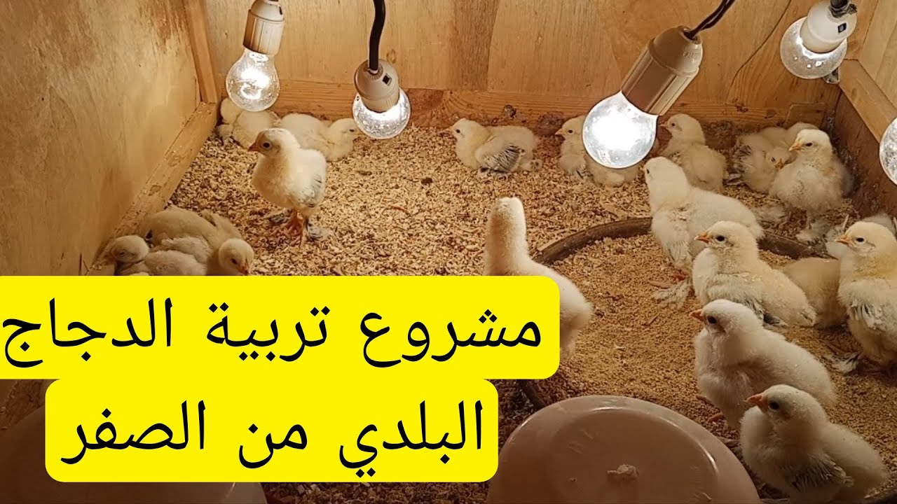 مشروع تربية الدجاج البلدي في الجزائر والوطن العربي تعالو نبدأ من الصفر معا 🐣🐤