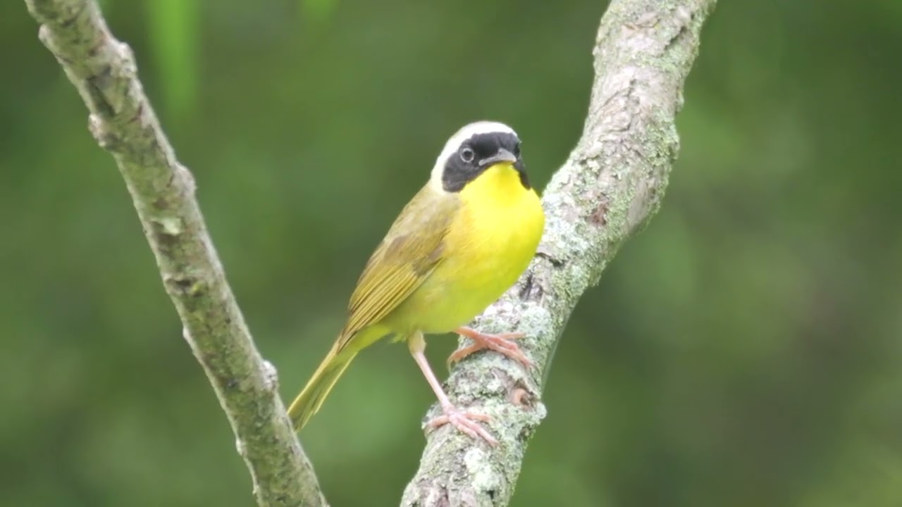 Common Yellowthroat