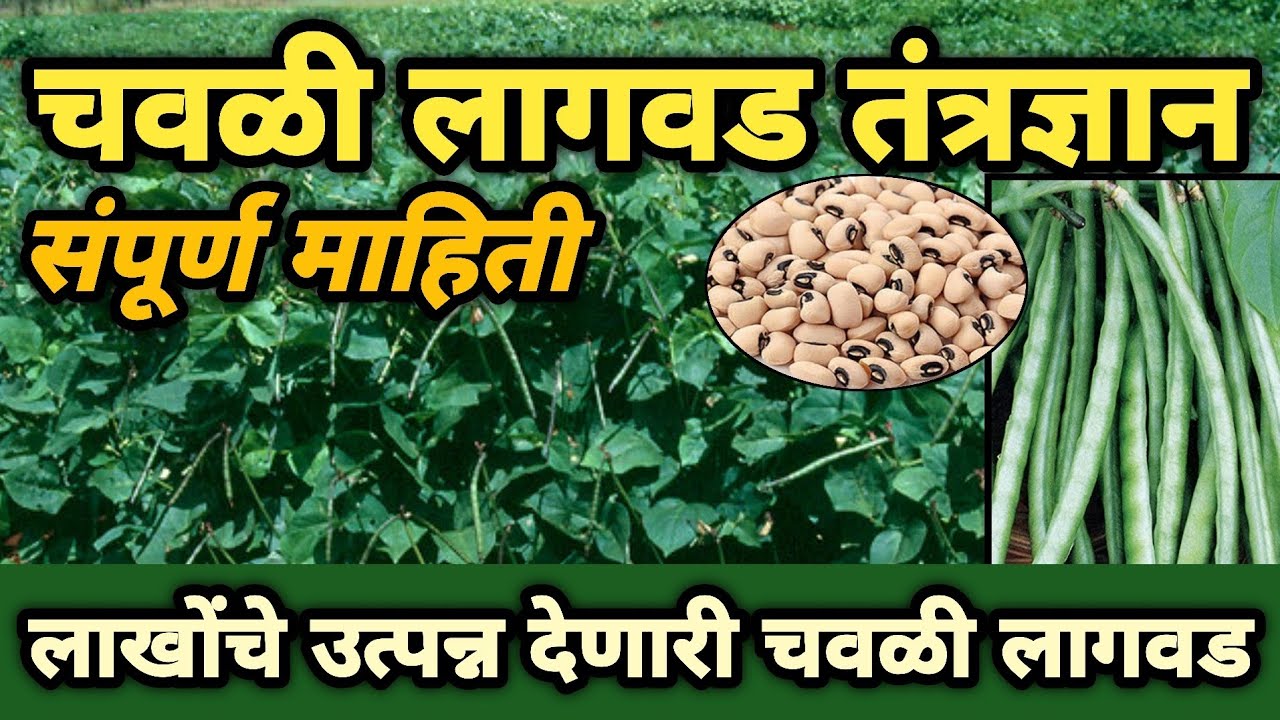 उन्हाळी चवळी लागवड तंत्रज्ञान | चवळी लागवड माहिती | Chavali Lagvad Mahiti | Cowpea Cultivation