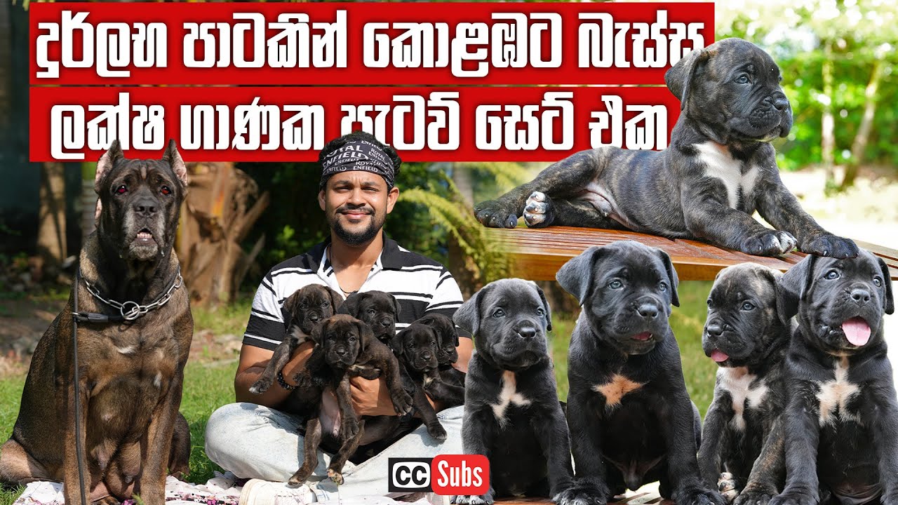 දුර්ලභ පාටකින් කොළඹට ආපු ලක්ෂ ගාණක පැටව් සෙට් එක | Cane Corso | Pet Talk