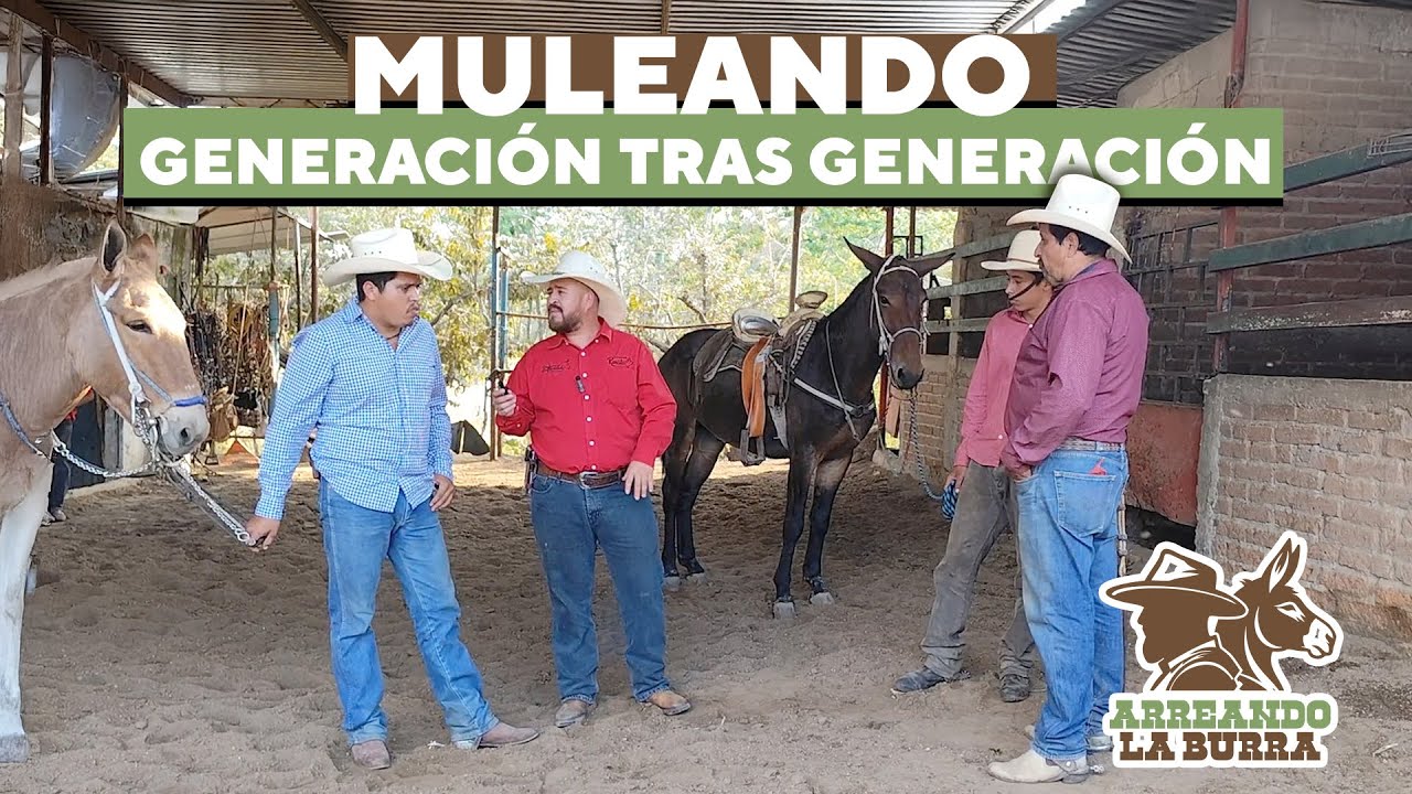Macheros en Acci&oacute;n: El Arte de Entrenar Mulas y Caballos.