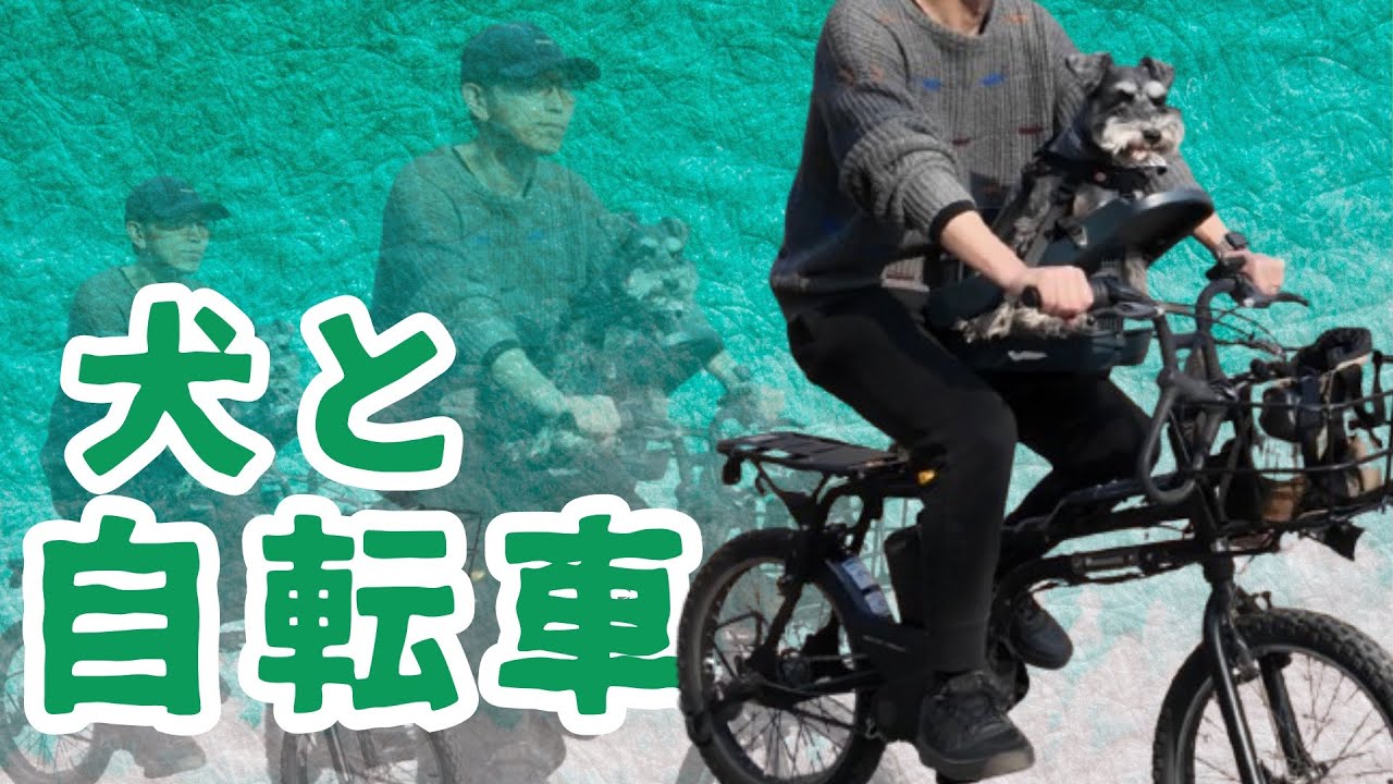 【犬とサイクリング】愛犬シュナウザーと自転車でお出掛け