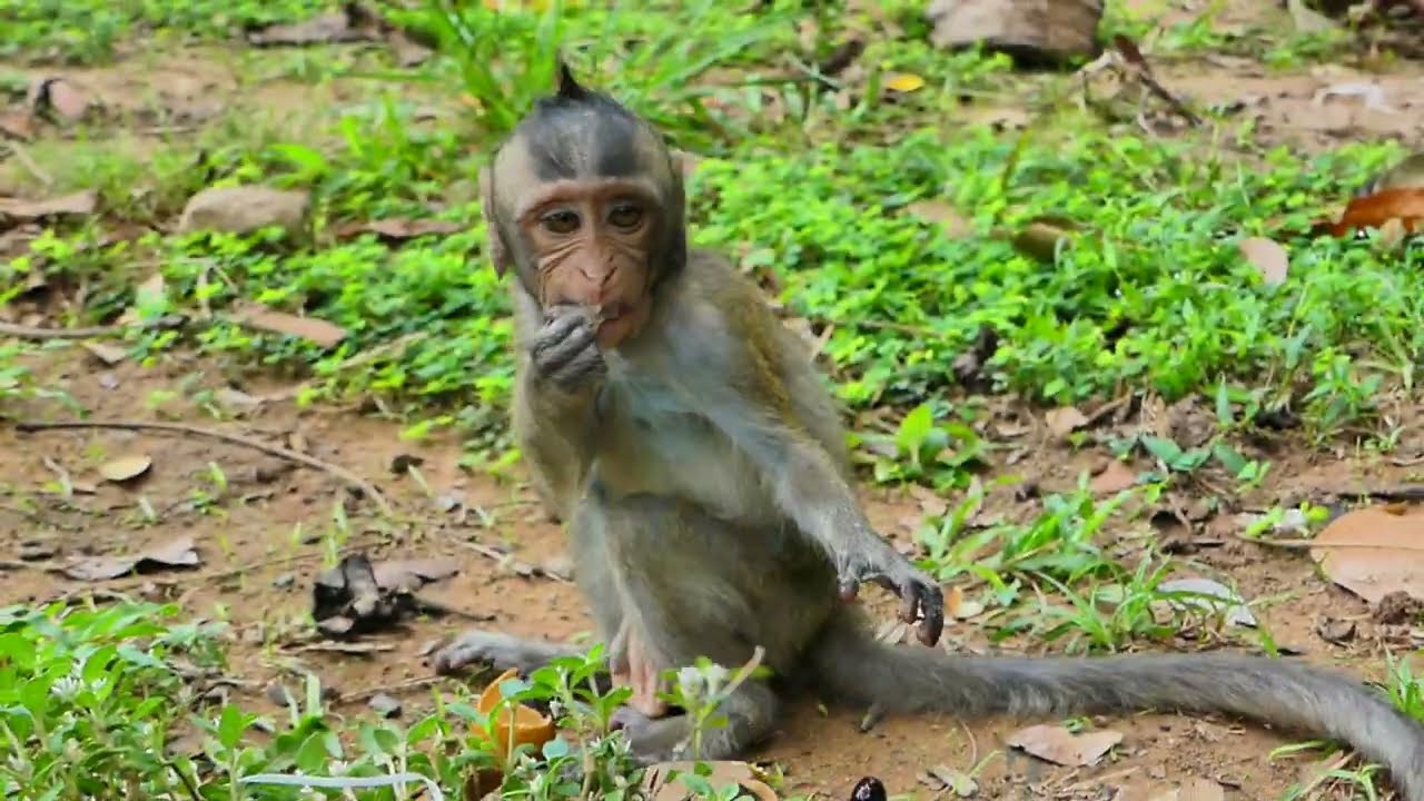 Adorable baby monkey playing with nature and enjoy life