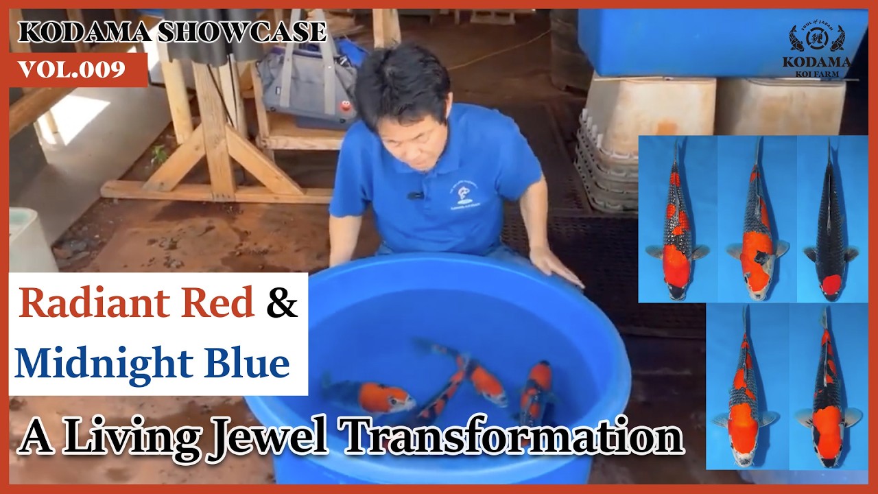 Kodama Showcase Vol. 009:  5 High Quality Kanno Goshiki