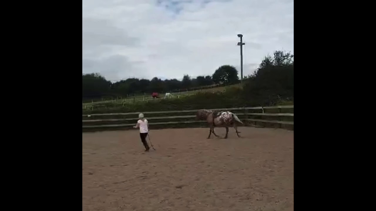 Bambi