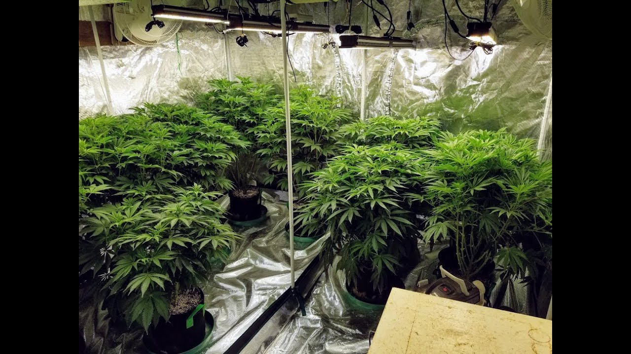 Photo Period Grow Update, 9 Days Post Flip. Bergman's Gold Leaf, King Tut, Violator Kush. #MarsHydro