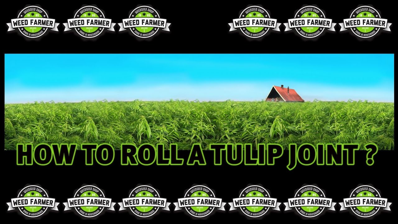 How to roll a tulip - weed smoking