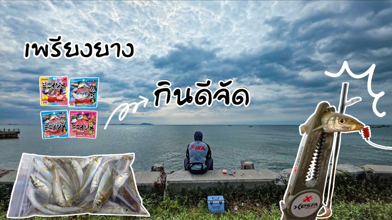 ตกปลาทรายหรือปลาเห็ดโคนด้วยเพรียงยาง กินดีจัด #เพรียงยาง #ตกปลาเห็ดโคน #หาดวอนนภา 