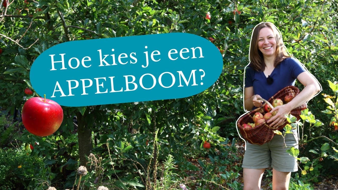 5 vragen bij het kiezen van een appelboom 🍏🍎(onderstam, smaak, bestuiving,  ziekteresistentie...)