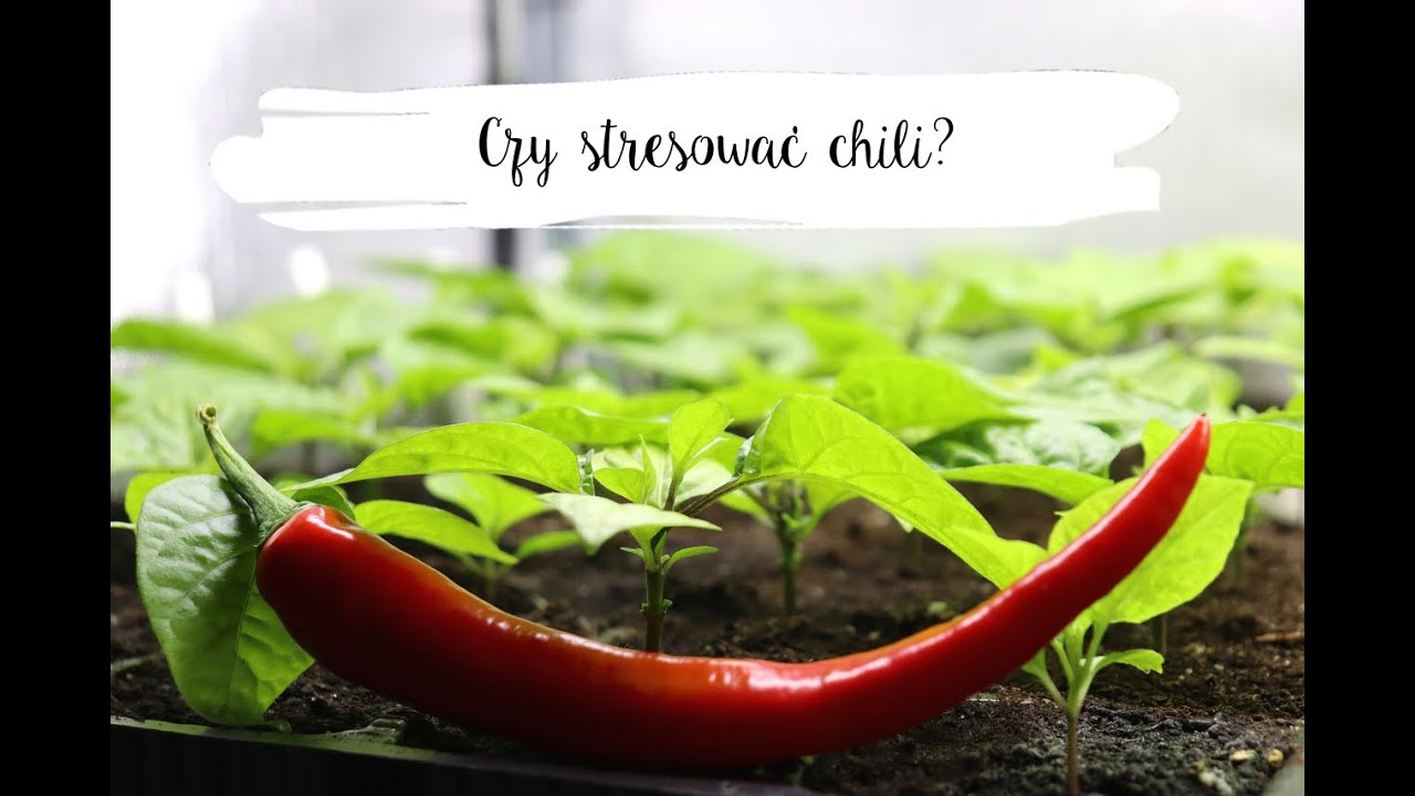 Od nasionka do ogonka: Czy warto stresować chili? - Rośliny dają sygnały