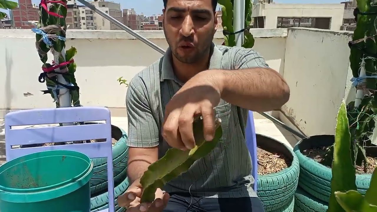 زراعة و تجذير فاكهة التنين (الدراجون فروت)