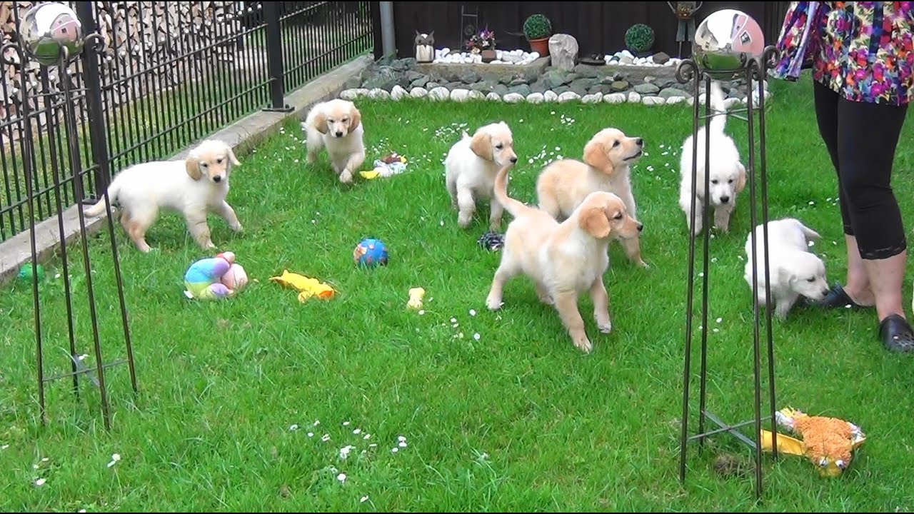 Lustige Sommer-Ferientage Golden Retriever Welpen www.welpenvermittlung-hunde.at