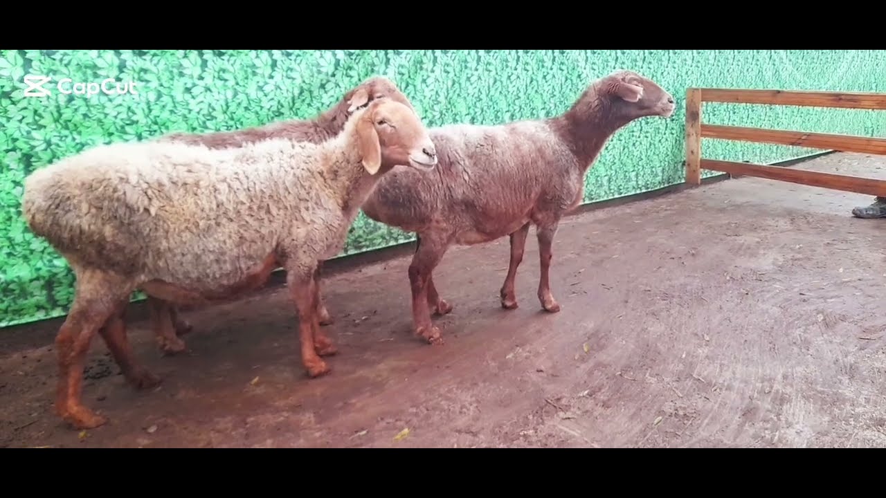 💥YAQIN BÕĞOZ SOVLIQLAR KELDI 💥💸NARHLAR JUDA ARZON💸