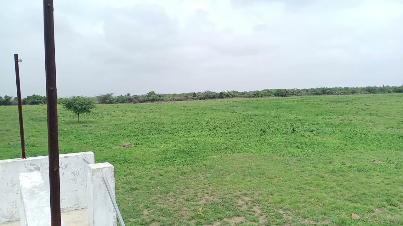 savanna of Morbi 🦌Gujarat/ open grass lands of Morbi / 🐅 wildfilms/wild bhavya 🐾🦁